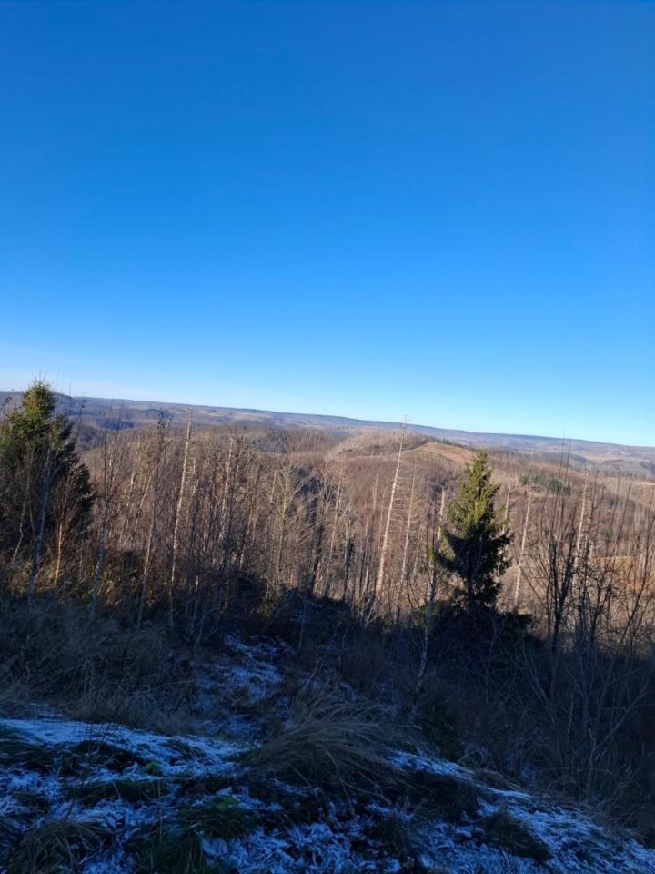 Hochwald Appartement Bad Sachsa Esterno foto