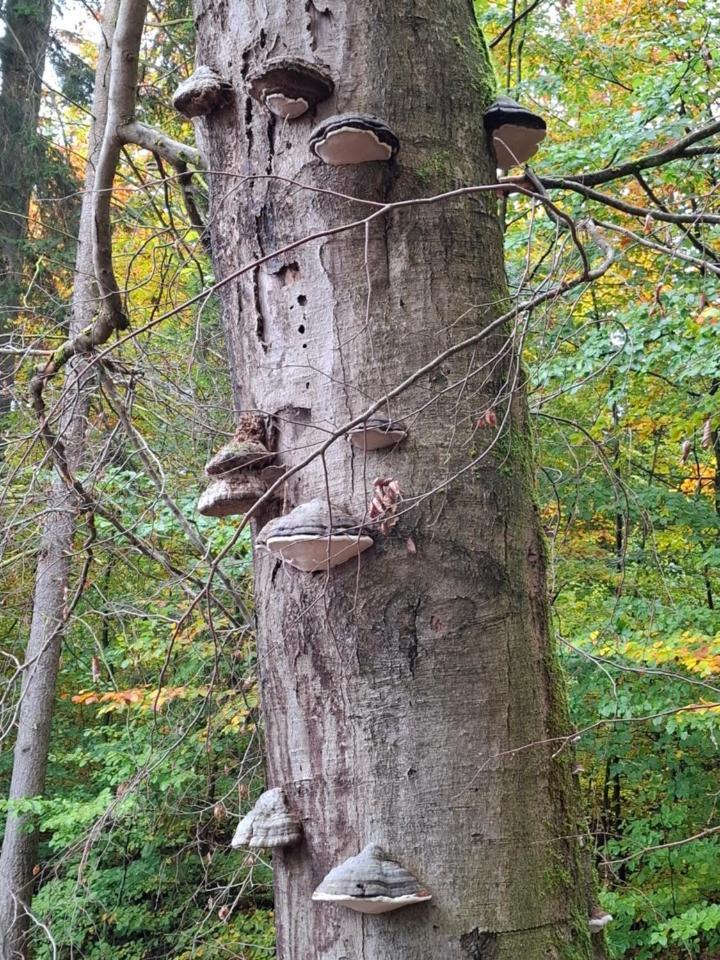 Hochwald Appartement Bad Sachsa Esterno foto