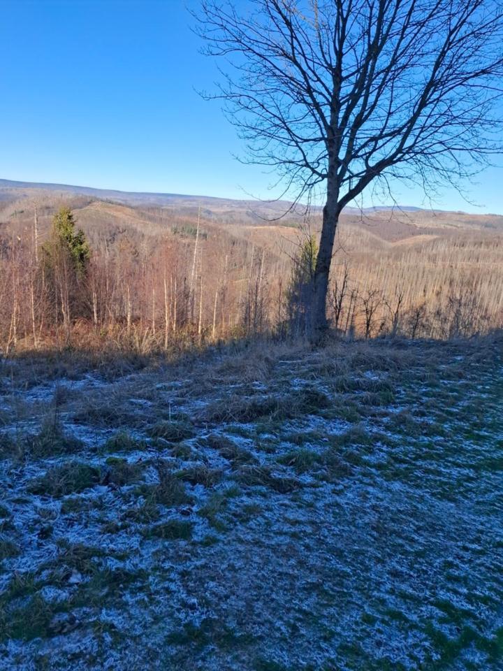 Hochwald Appartement Bad Sachsa Esterno foto