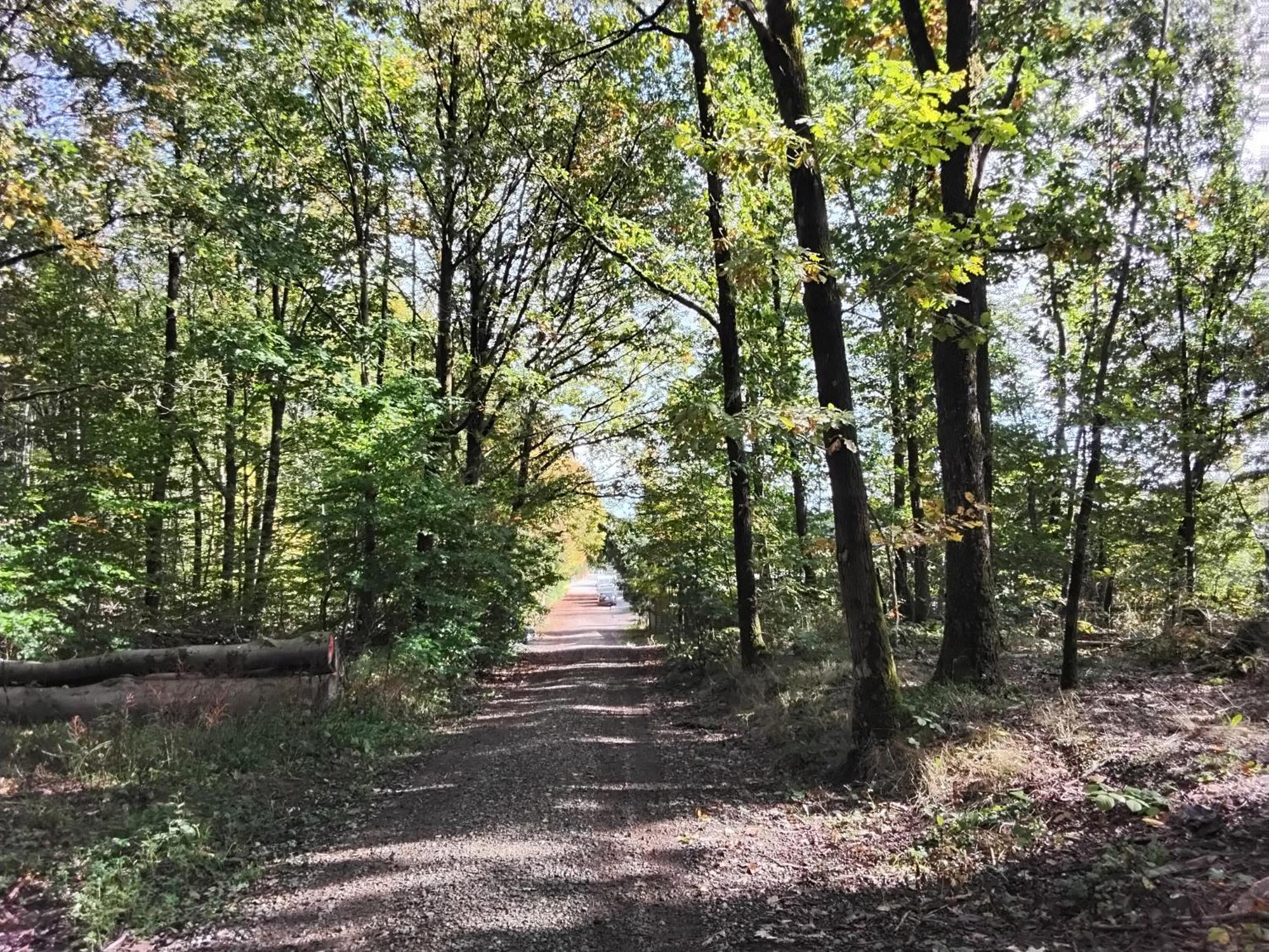 Hochwald Appartement Bad Sachsa Esterno foto